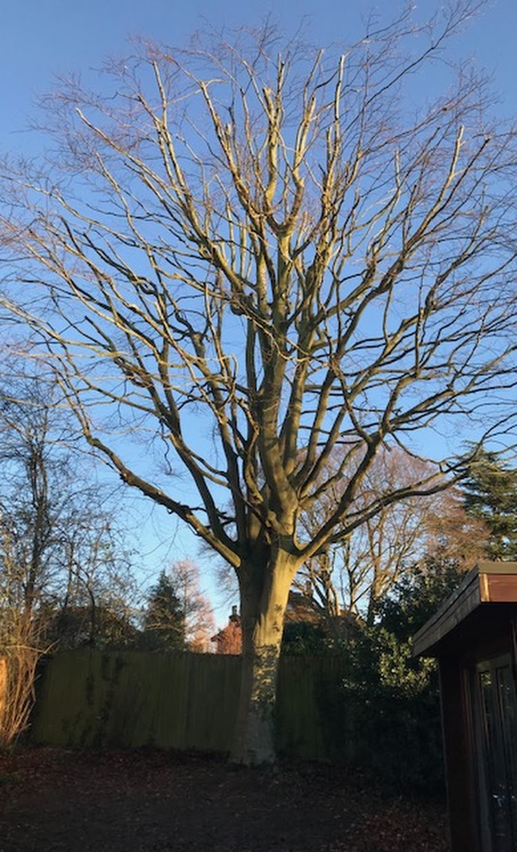 Beech Tree Crown Reduction